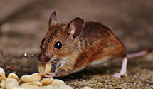 24 Hour & Emergency Exterminators in Oaklyn, NJ